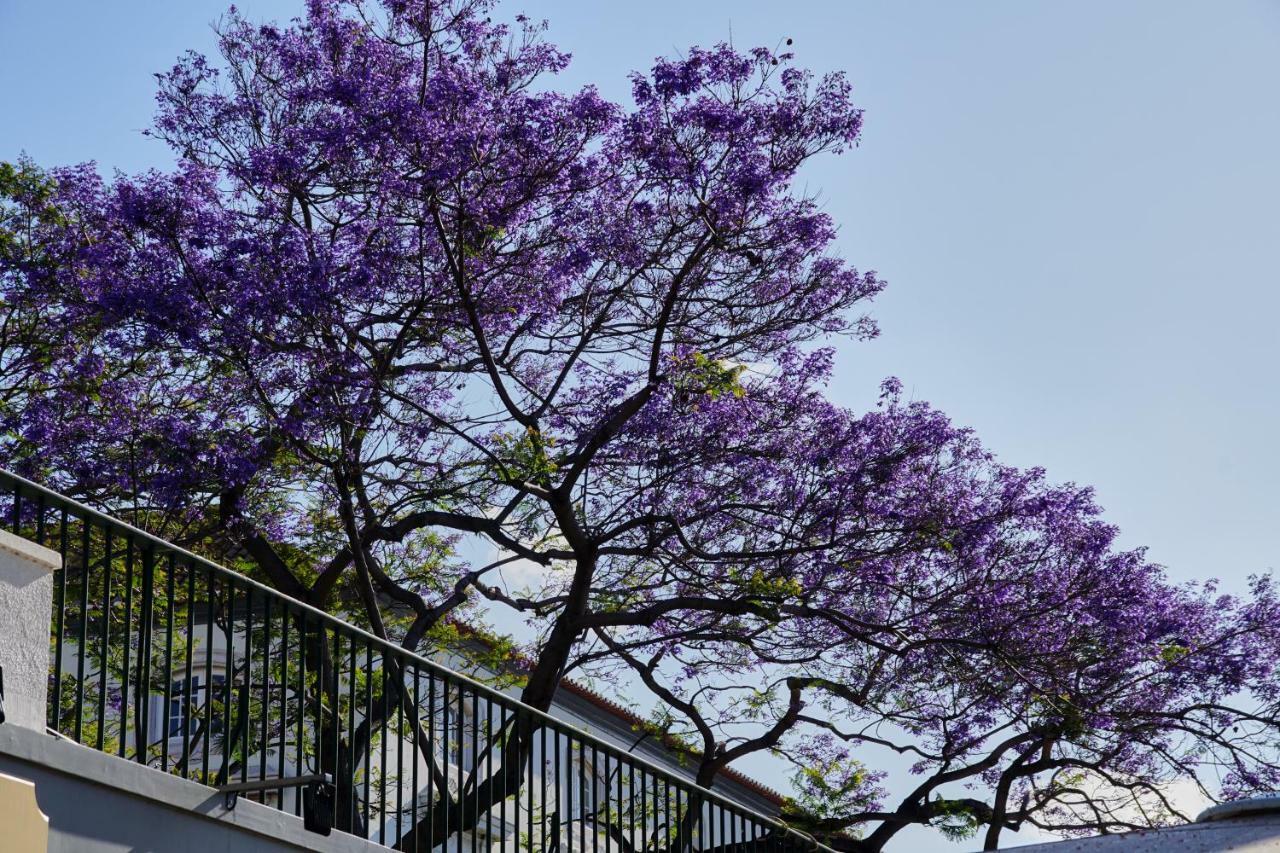 Апартаменти Pimenta Funchal Downtown Екстер'єр фото